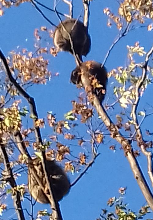 Die Waschbären hängen in den Bäumen